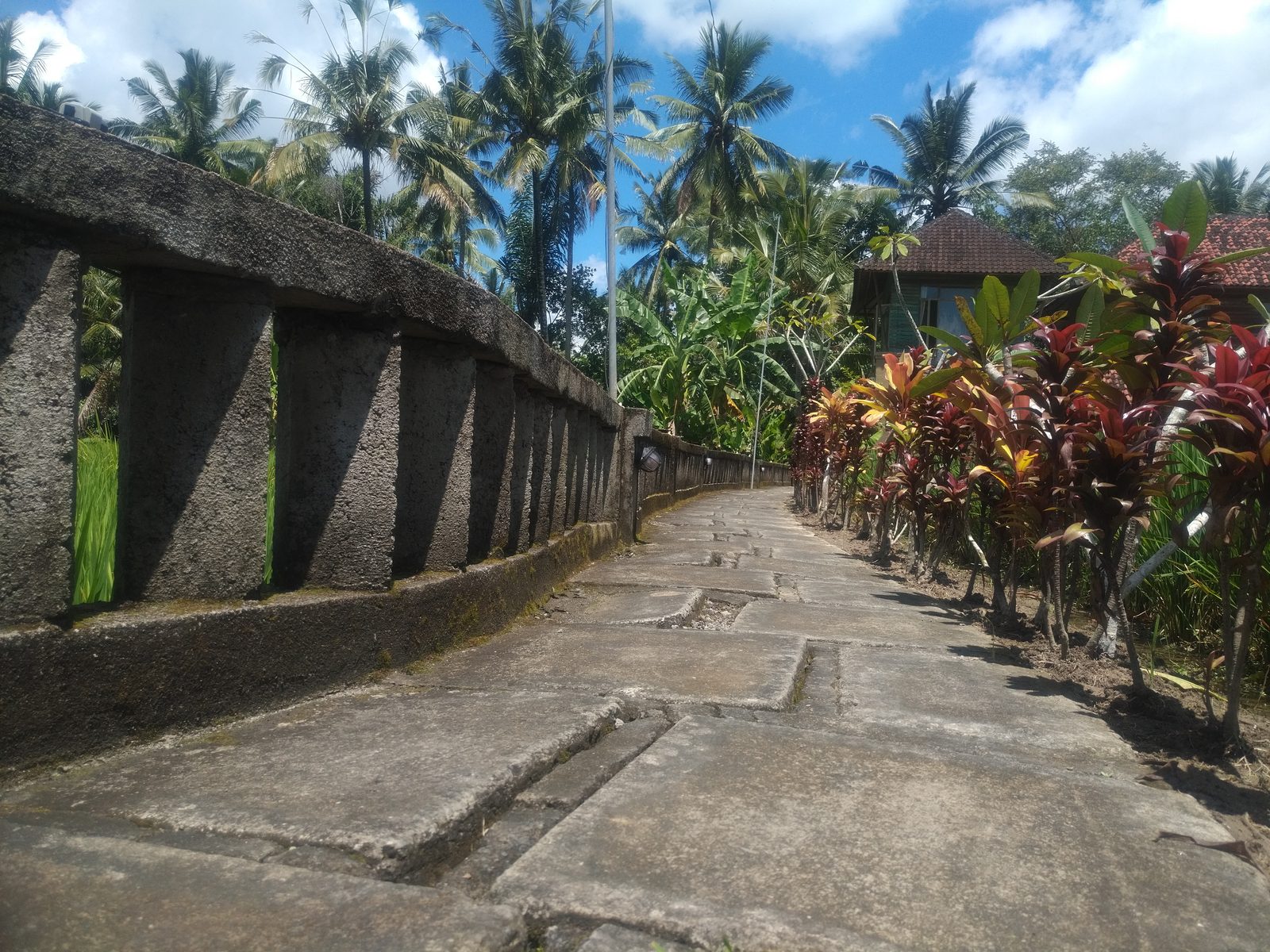 The path up to Buorsi, with rice fields on one side and planting on the other